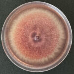 Fusarium spp.