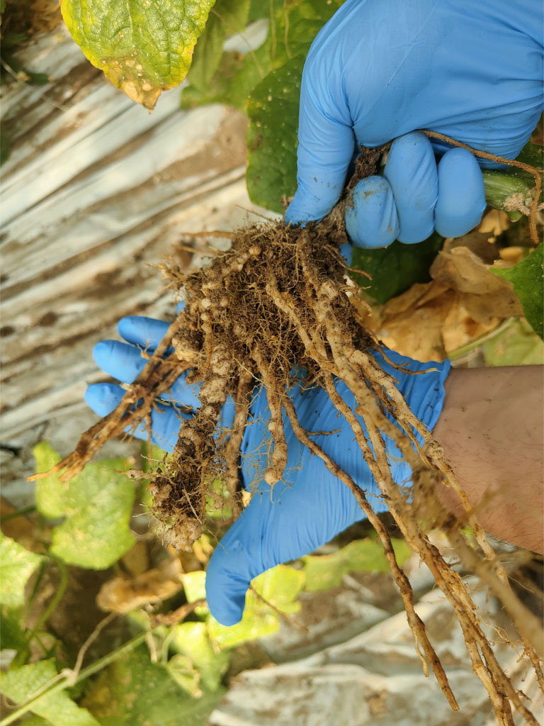 Allevamento nematodi