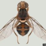 Bactrocera oleae